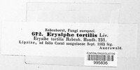 Erysiphe tortilis image